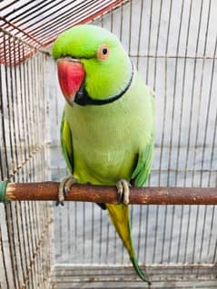 parrot for sale urgent Bolta ha