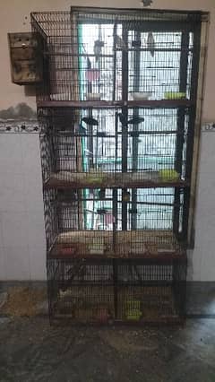 Love birds breeder pair with cage