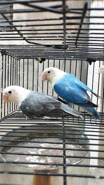 Love birds breeder pair with cage 1