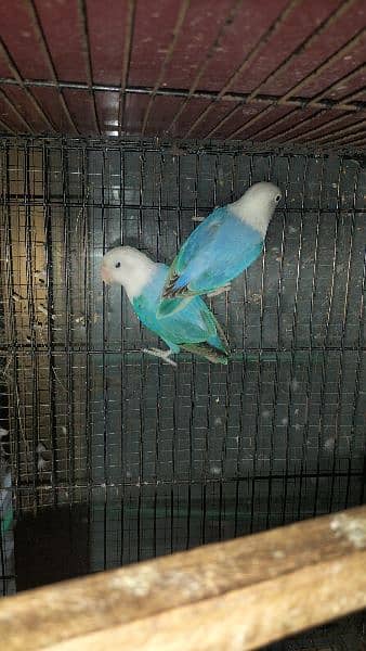 Love birds breeder pair with cage 2