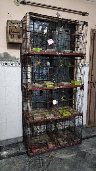 Love birds breeder pair with cage 3