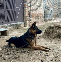 German shepherd male for sale