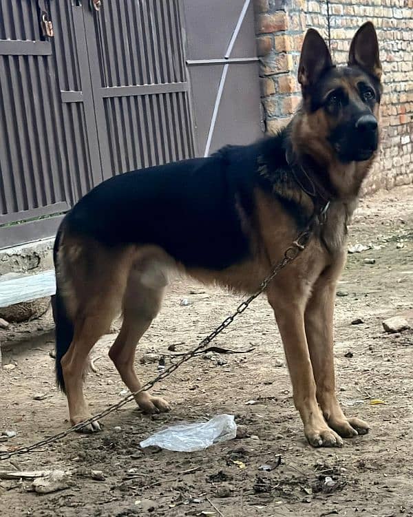 German shepherd male for sale 2