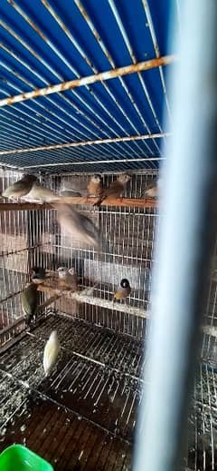 lady Goldain Chicks and female available