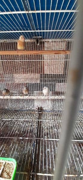 lady Goldain Chicks and female available 2