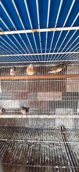 lady Goldain Chicks and female available 4