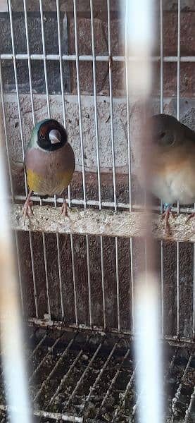 lady Goldain Chicks and female available 5