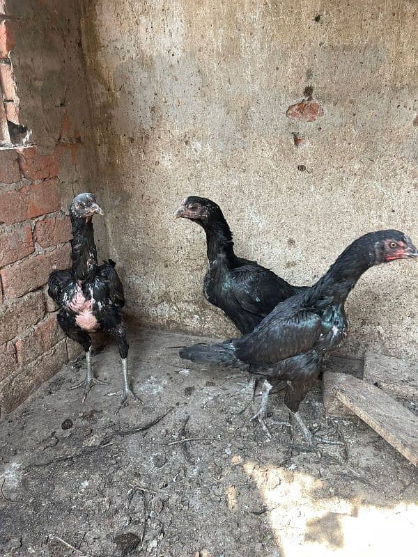 pure Thai aseel egg laying hens 1