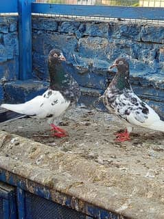 Teddy pair