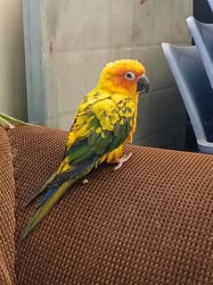 semi tamed Sun conure