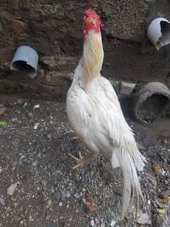 aseel white Murga for sale