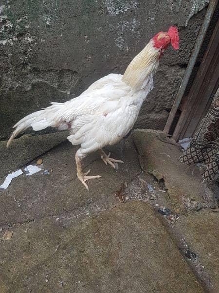 aseel white Murga for sale 3