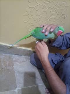 raw pahari parrot female