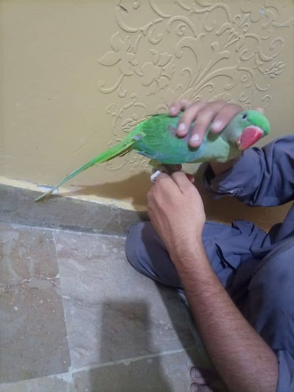 raw pahari parrot female 0