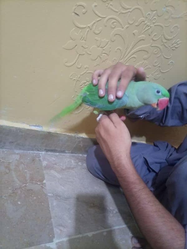 raw pahari parrot female 1