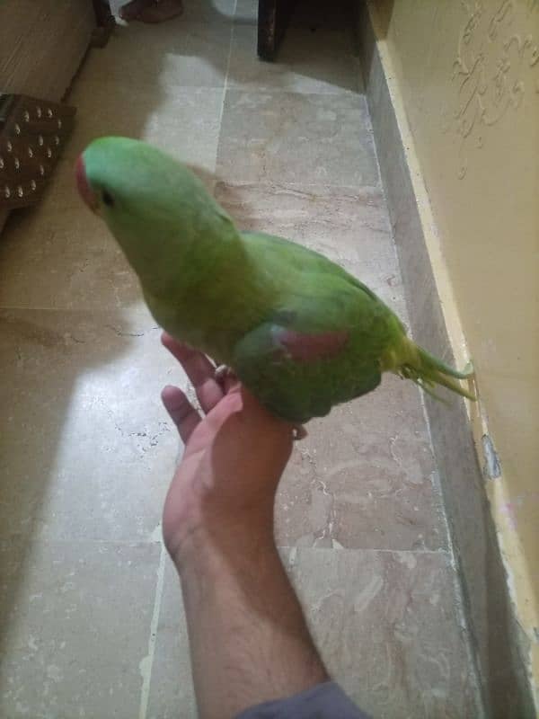 raw pahari parrot female 2