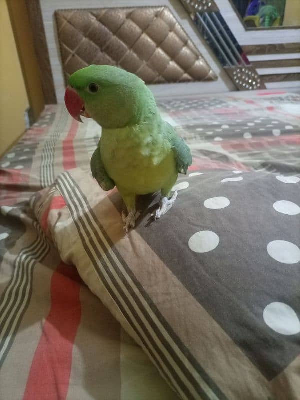 raw pahari parrot female 3