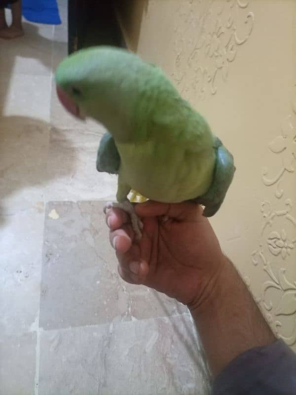 raw pahari parrot female 4