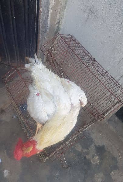 aseel white Murga for sale 6