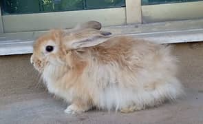 Angora breeder female