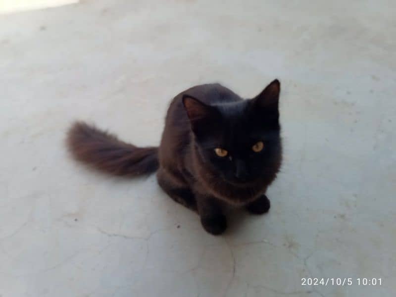 persian cat 4