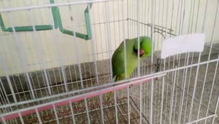 Green Parrot with Cage.