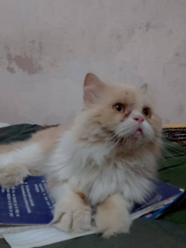 Triple coat persian cat 1