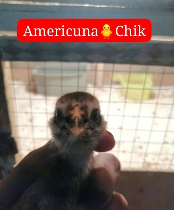 Americana hens 7