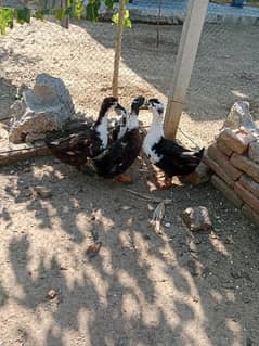 desi ducks available for sale