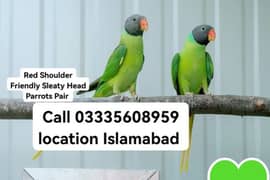 Pair 13000 Red Shoulder Friendly Sleaty Head Parrot's Jumbo Size