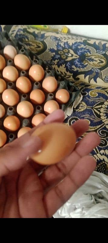 Loman brown females Egg lying 4