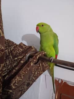 hand tame female parrot