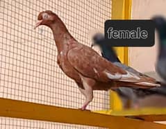 pigeon teddy kamagar for sale ? 03224690184