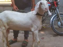 Rajjanpuri bakri bari hight me kad me