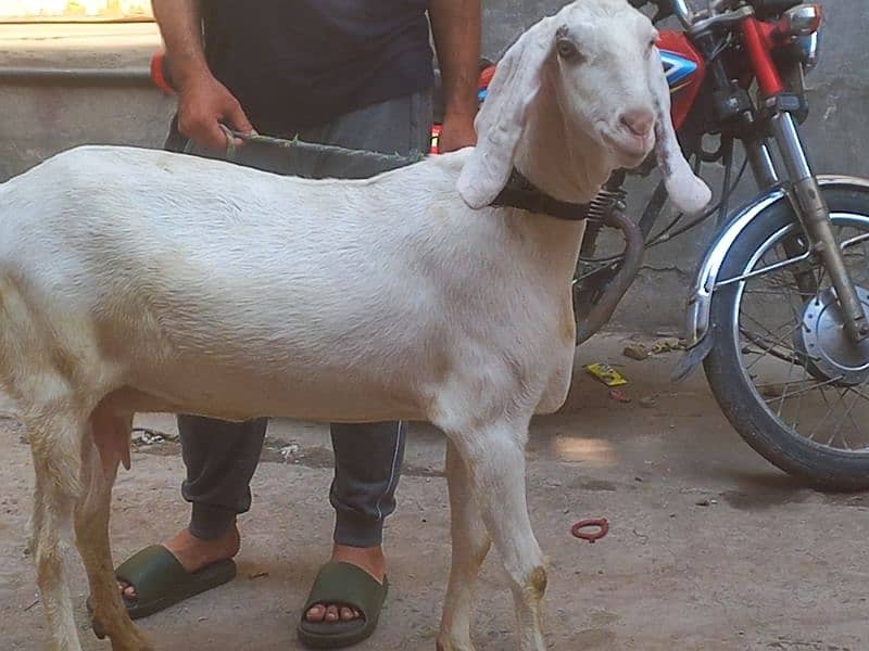 Rajjanpuri bakri bari hight me kad me 0