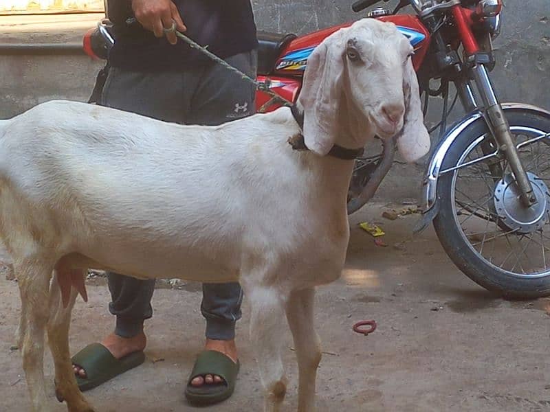 Rajjanpuri bakri bari hight me kad me 1