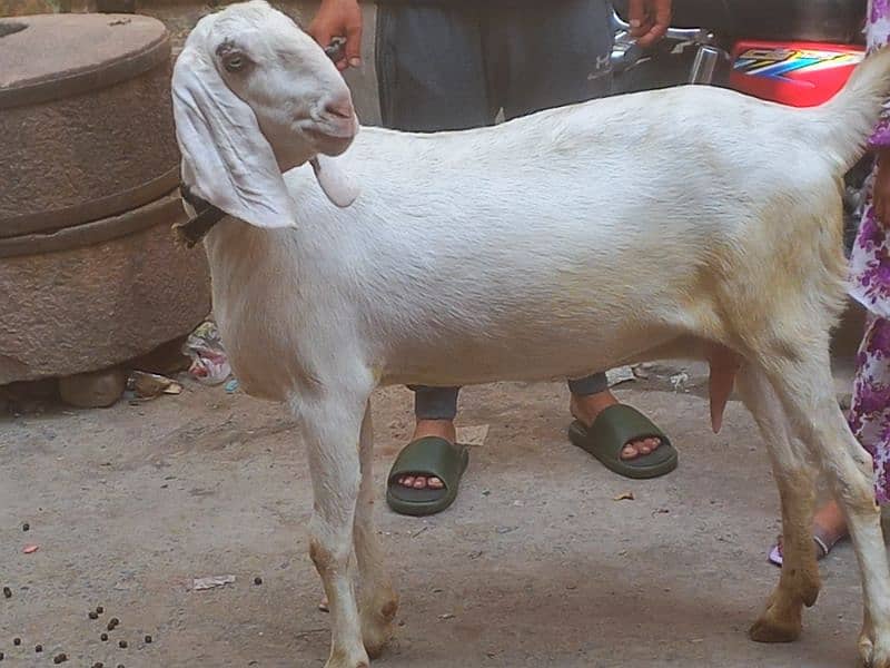 Rajjanpuri bakri bari hight me kad me 2