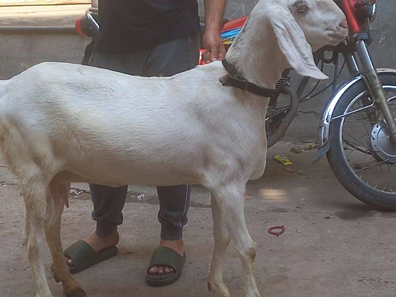 Rajjanpuri bakri bari hight me kad me 3