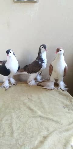 Lahore sherazi female pigeon huge size 3185461922