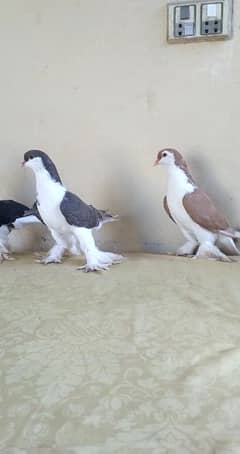 sherazi pigeon females 3185461922