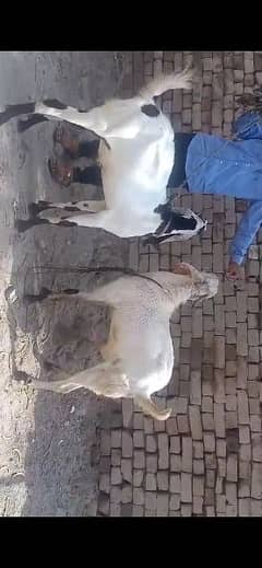 2 Desi  Bakra for sale each price 35000