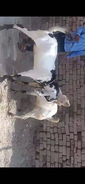 2 Desi  Bakra for sale each price 35000 1