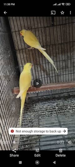 Yellow Ringneck Pair For Sale