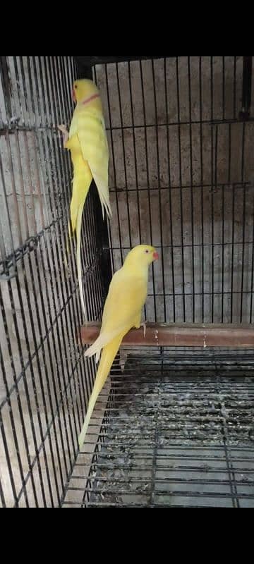 Yellow Ringneck Pair For Sale 1