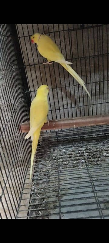 Yellow Ringneck Pair For Sale 2