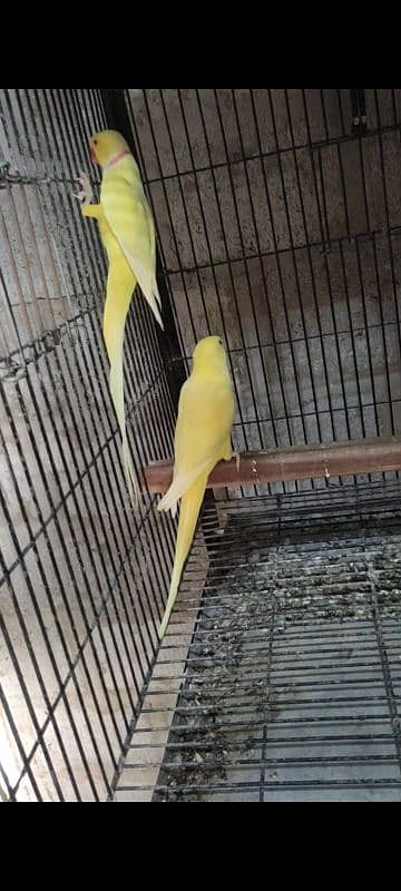 Yellow Ringneck Pair For Sale 3