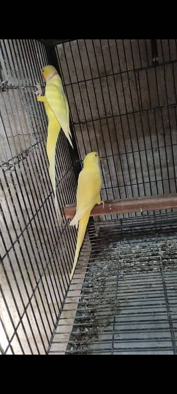 Yellow Ringneck Pair For Sale 4