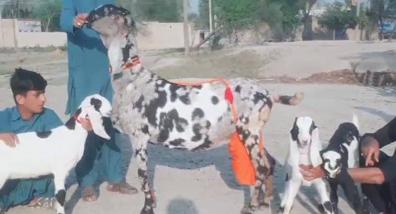 bakri for sale WhatsApp number 03207375837 1