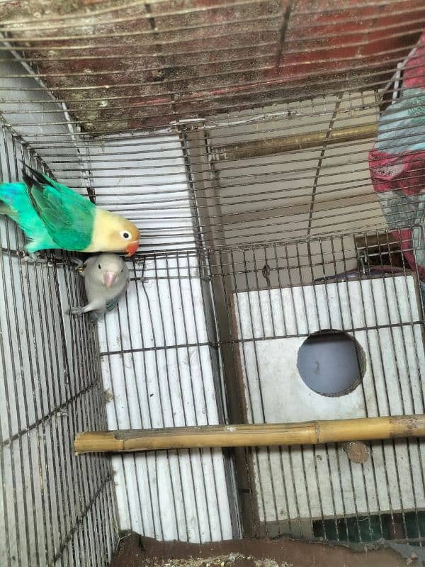 love bird breedar two female big size 0