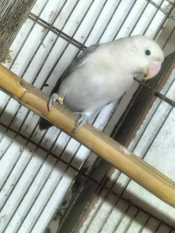 love bird breedar two female big size 1